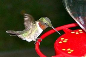 An Unintended Death Image